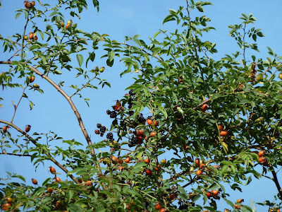 Hedgerow hips and blackberries against blue sky