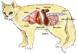 INSIDE YOUR CAT