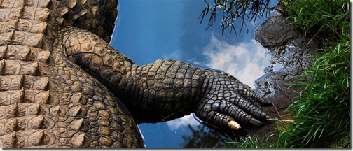 Taken at Kwena Croc Farm in South Africa (Photo and caption by Wayne Holloway)