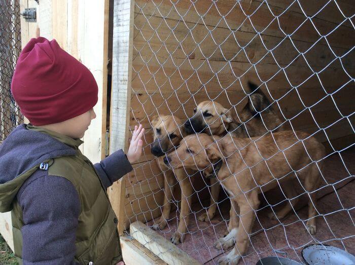 Nine-Year-Old Boy ‘Sells’ His Paintings For Food And Supplies For Shelter Animals