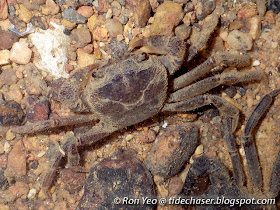 Singapore Freshwater Crab (Johora singaporensis)