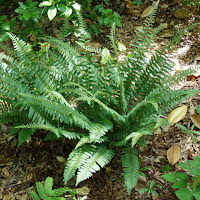 Christmas Fern