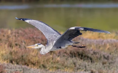 Grey Heron in Flight Woodbridge Island Cape Town - Canon EOS 7D Mark II / 400mm Lens