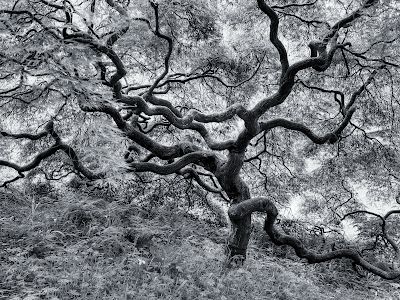 black and white photography trees. hot Black amp; White Tree