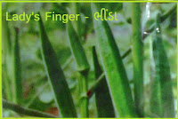 lady's finger seeds ahmedabad