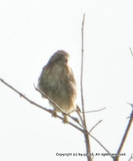 Red-tailed Hawks, American Crow