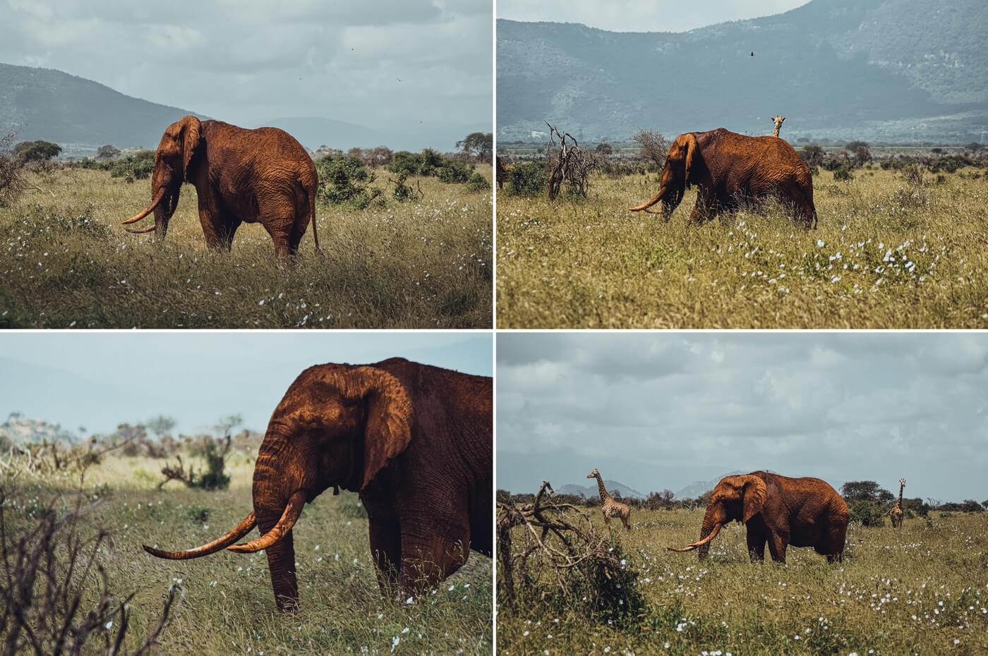 Słonie w swoim naturalnym środowisku na sawannie
