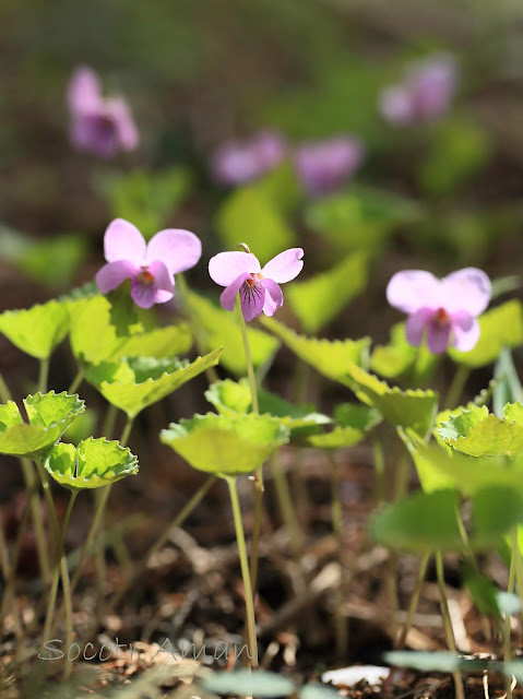 Viola rossii