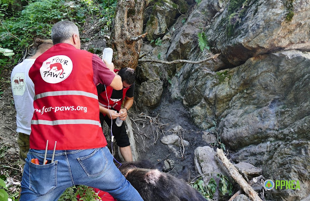 Brown Bear trapped by three days rescued in Albania