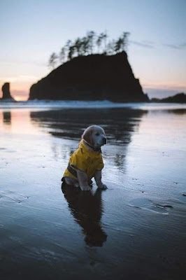 #dogs #dog #dogstagram #puppy #instadog #doglover #dogoftheday #doglovers #pets #doglife #love #puppies #puppylove #pet #cute #dogsofinsta #pinterest #puppiesofinstagram #of #doggo #dogslife #cats #ilovemydog #animals #petstagram #doglove #animal #cat #hund #happydog