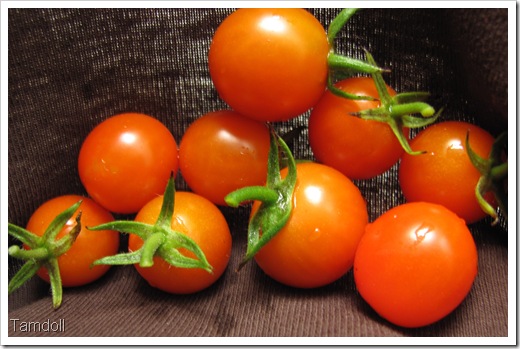 Tamdoll's Tomatoes