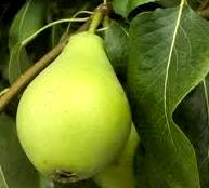 Foto de una pera con hoja - Fruta