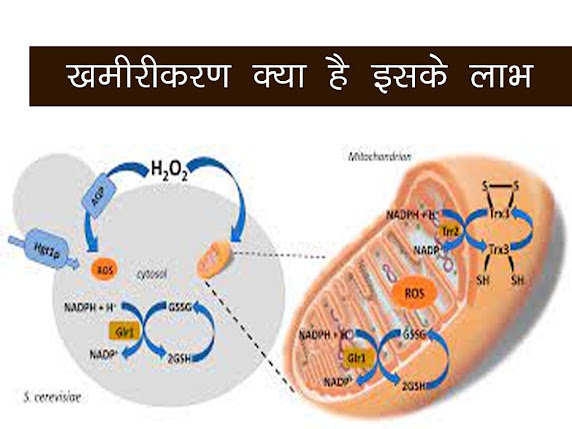 खमीरीकरण क्या होता है खमीरीकरण के लाभ | What is Fermentation Method and Benefits