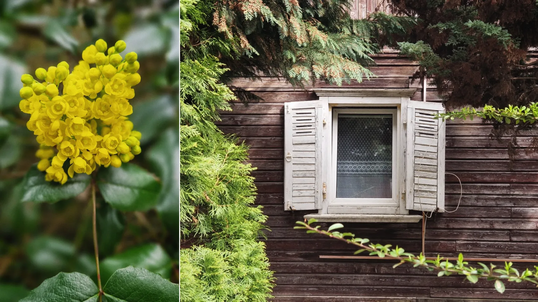 drewniane okiennice na osiedlu radość