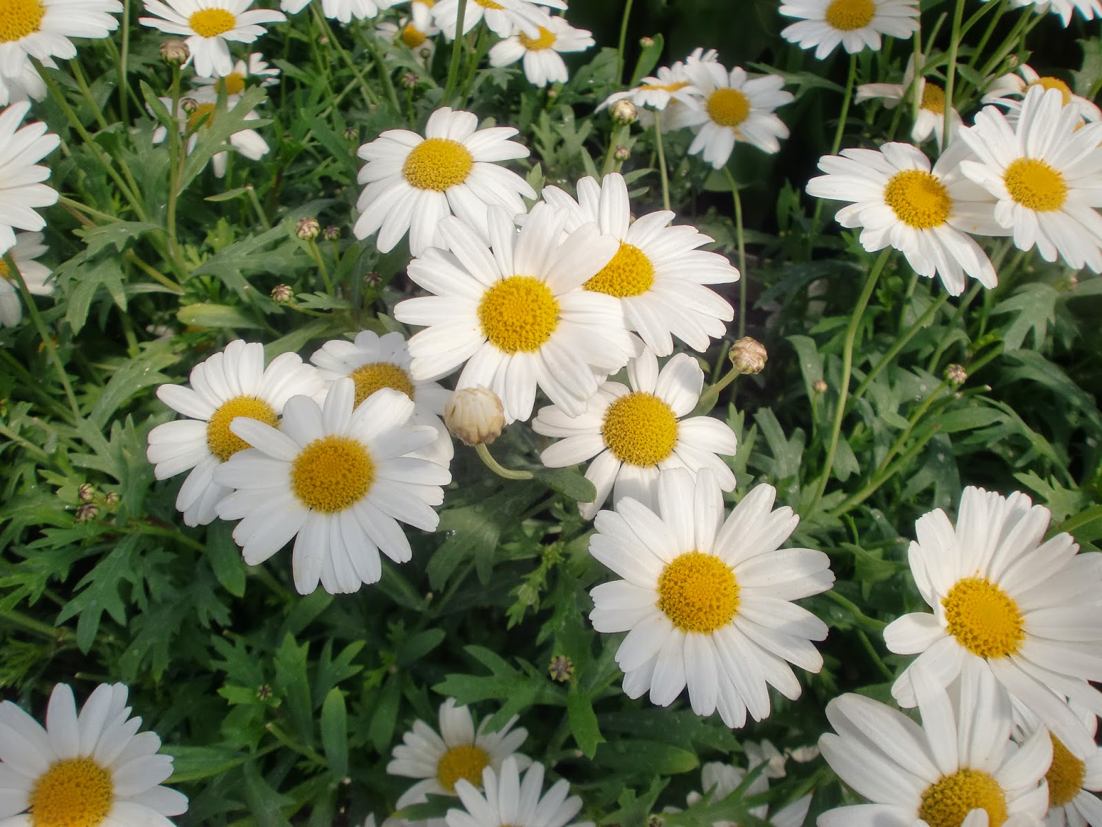 ６０歳で無職の優雅な日々 マーガレット ボーダー ホワイト Marguerite Border White
