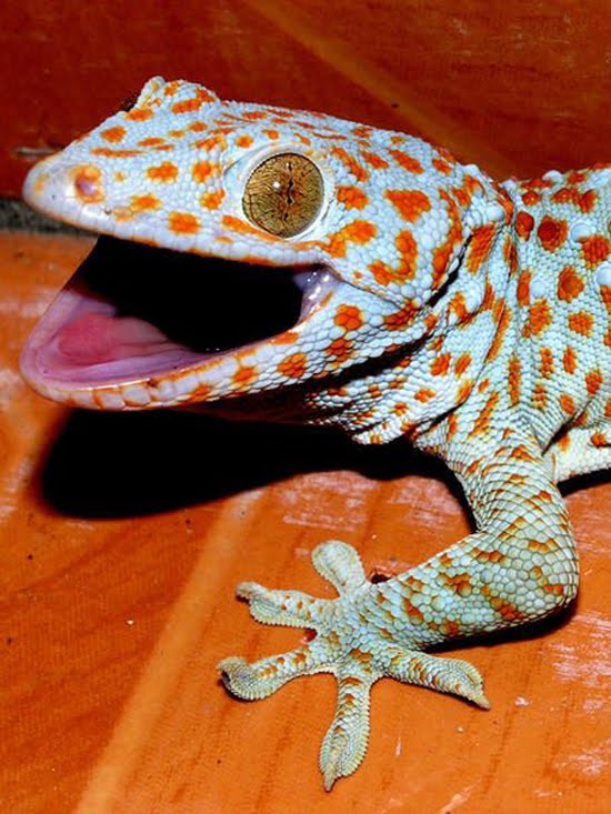 Blog kayu: Tokke a.k.a Gecko