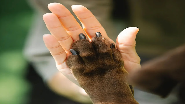 Dog and human hand