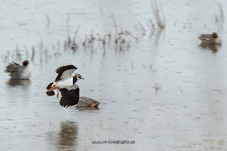 Wildlifefotografie Naturfotografie Lippeaue Olaf Kerber