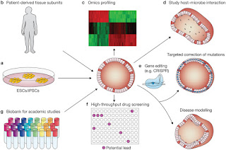 Human-Organoid Models