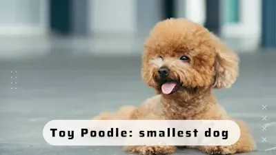 Toy Poodle smallest dog