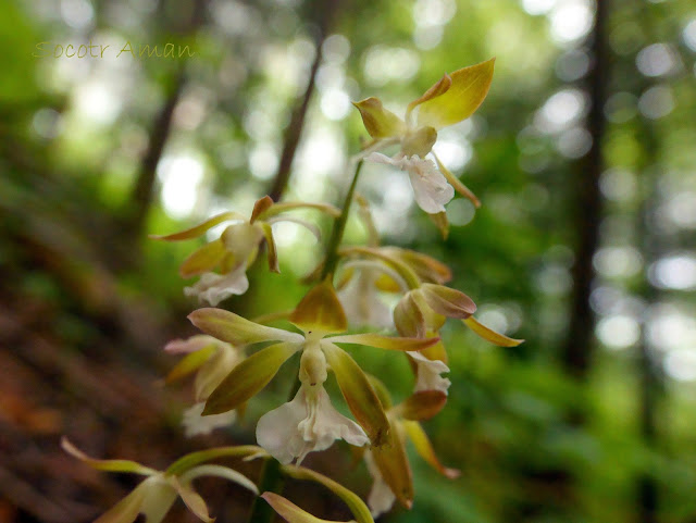 Calanthe discolor