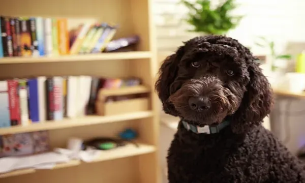 Goldendoodle dog name lists