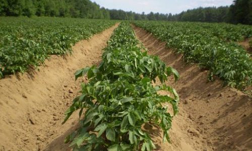  20% με 25% προς τη συνολική μείωση της παραγωγής από τον παγετό στην καλλιέργεια της πατάτας