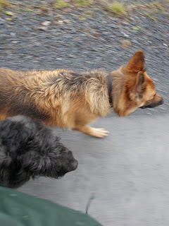 bouvier des flandres, schäfer