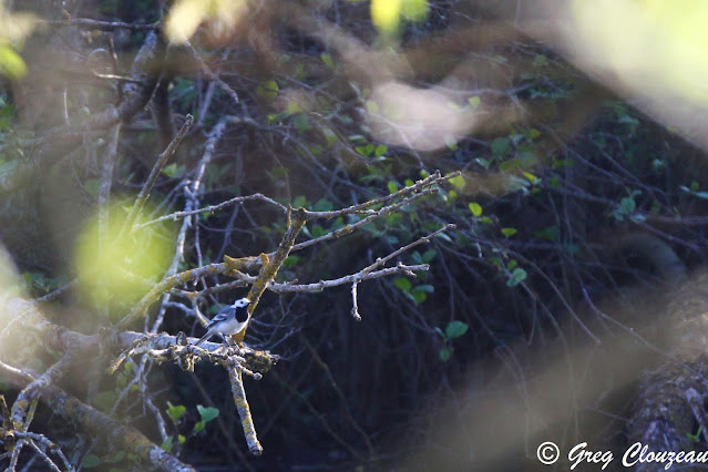 Bergeronnette grise (Motacilla alba), ENS Malécot, Pays de Fontainebleau