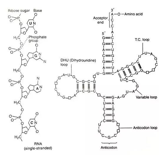 न्यूक्लिक अम्ल (Nucleic acid):Type,definition,Structure|Hindi