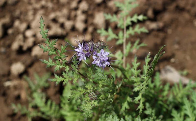 Phacelia Tanacetifolia Flowers Pictures