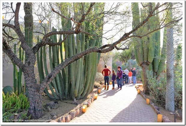 12/28/15: Desert Botanical Garden, Phoenix, AZ (part 2)