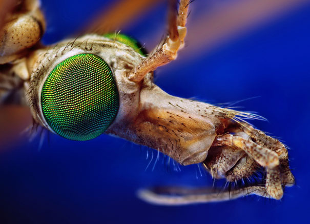 20 Incredible Eye Macros crane fly بتقنية الماكروا 20 صورة لعيون الكائنات المختلفة و تفاصيلها