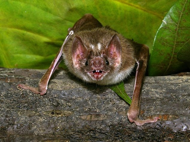 Bat flu could pose risk to humans Evidence of virus proving not all animal flu had been discovered