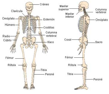 Resultado de imagen de HUESOS PARA 5º PRIMARIA