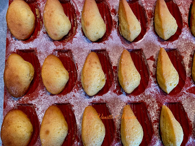 MADELEINE AU MIEL DE CHATAIGNIER de L. FONTALIRANT