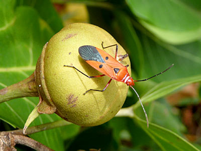 Cotton stainer bug