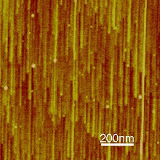 Atomic force microscope image shows swarms of single walled carbon nanotubes