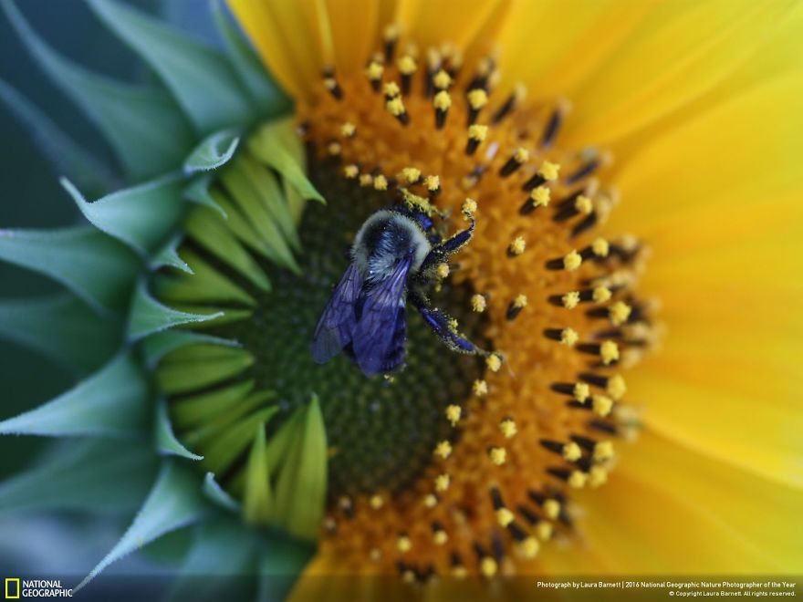 20+ Of The Best Entries From The 2016 National Geographic Nature Photographer Of The Year - Harvest