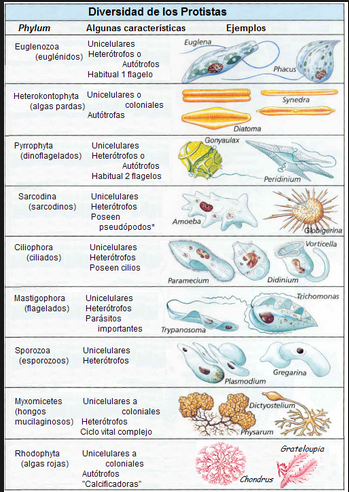 Resultado de imagen para protozoarios y protofitos