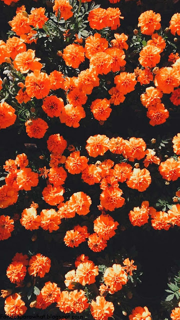 Flores estilo aesthetic