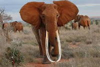 Tsavo East