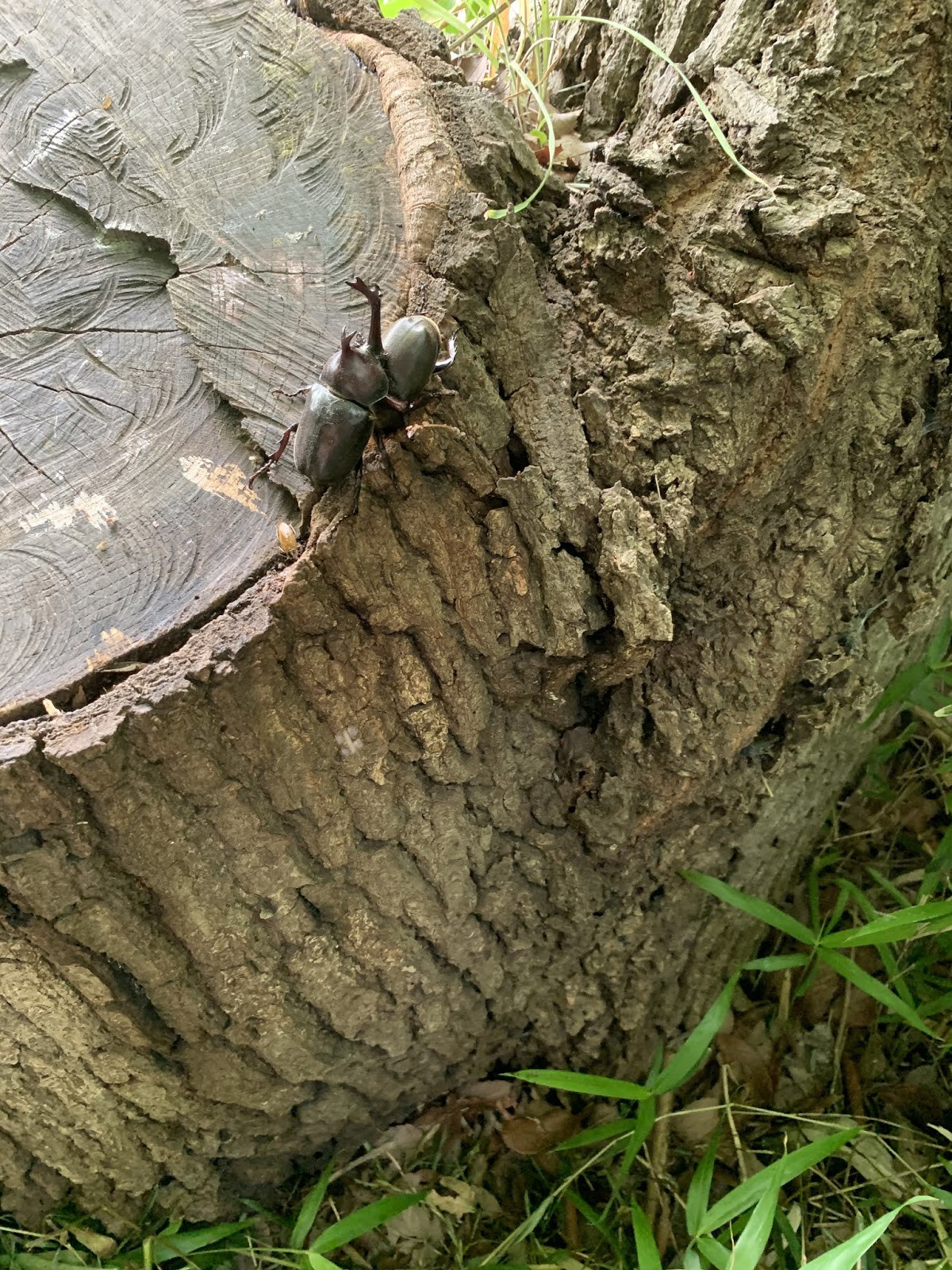 さいたま市北区でカブトムシ採集0606