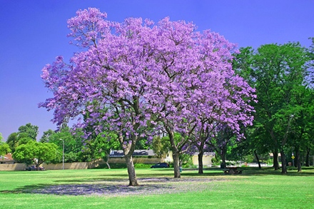 Pokok paling Romantik