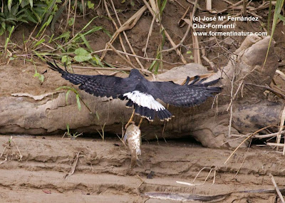 Águila negra Buteogallus urubitinga