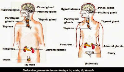 Endocrine Glands in Human Beings