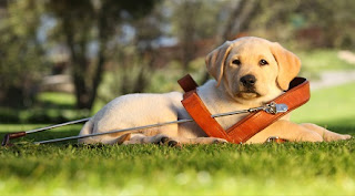 29 ianuarie: Ziua de Aniversare a Câinelui Călăuză