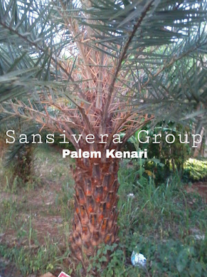 Jual Palem Kenari Harga Murah