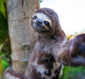 Funny animals of the week - 27 December 2013 (40 pics), sloth taking selfie