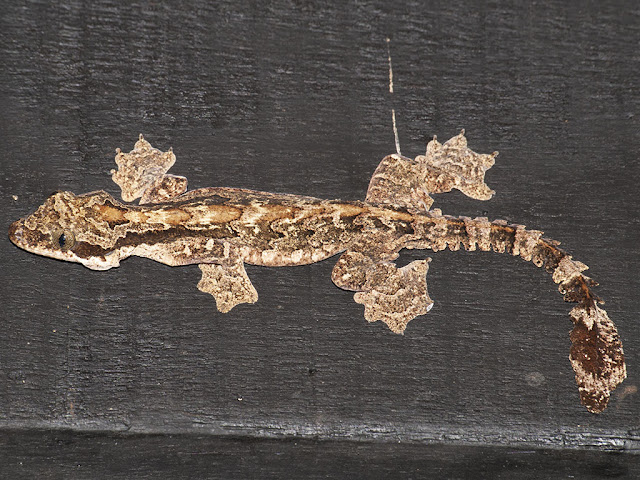 Kuhl's Gliding Gecko - Gekko kuhli